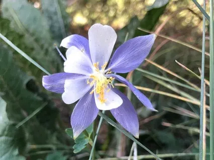 MBCT Stretch And Breath Meditation