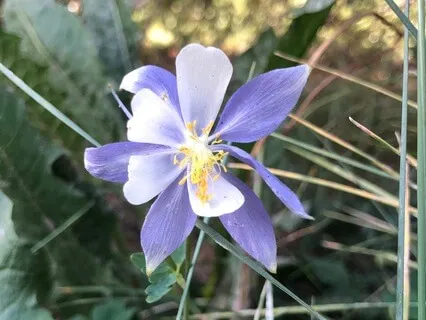 MBCT Walking Meditation