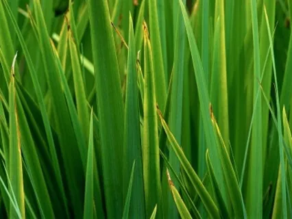 MBLC Week 4: Settling, Grounding & Resting with Sound Support