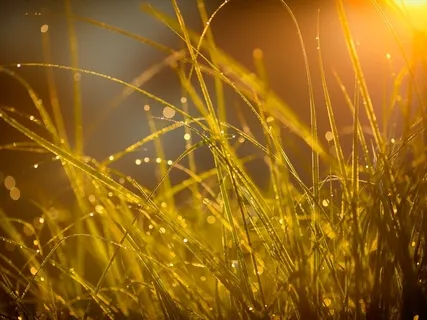 Awaken And Acknowledge MBSR 