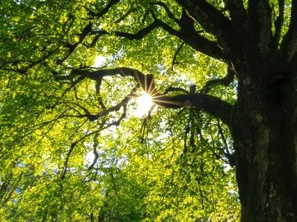 MBSR Awareness Of Body And Breath Meditation