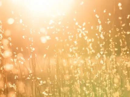 MBSR Awareness Of Our Senses