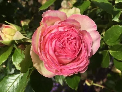 MBSR Body Scan For Embodied Presence