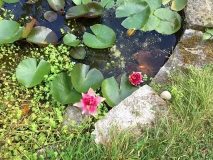 Body Scan Meditation (MBSR)