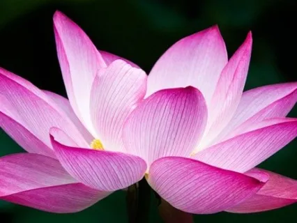 MBSR Choiceless Awareness