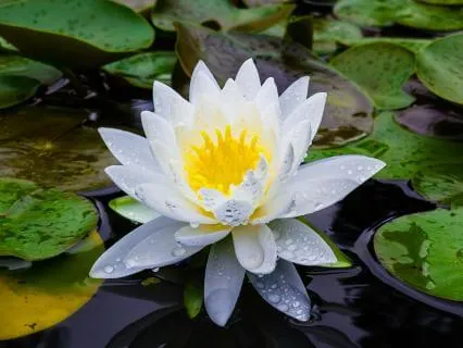 MBSR Guided Sitting Meditation