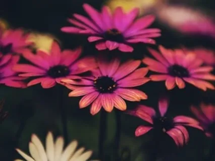 MBSR Loving Body Scan