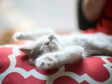 MBSR Lying Yoga Series