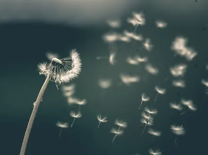 MBSR - Mindfulness Meditation - Awareness Of Breath