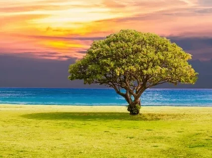 MBSR Calming Practice To Centre