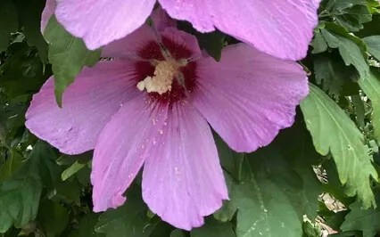 MBSR - Sitting Mindfully