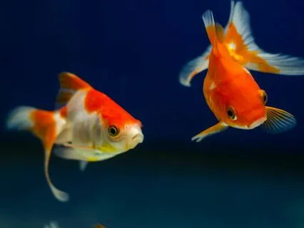 MC 10 Micro-Meditation