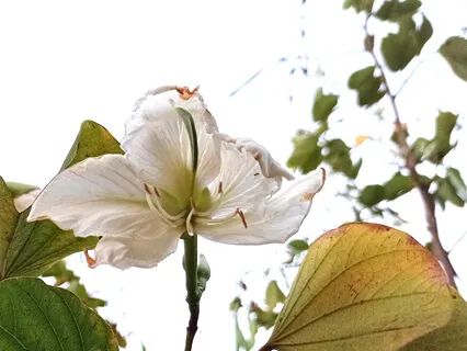 מדיטציה כהתקרבות