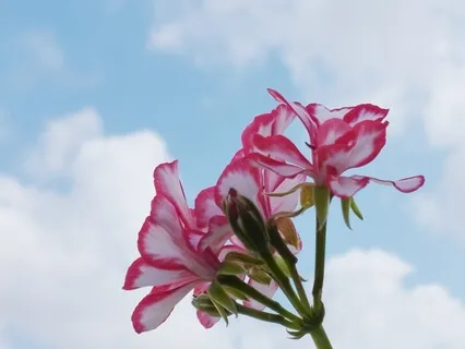 מדיטציה - שמיטת ארבעת סוגי ההיאחזות 