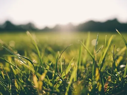 מדיטציית בוקר