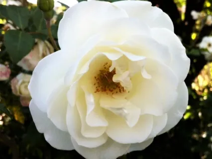 مدیتیشن فارسی :  آزادی و عشق به ایران Farsi Meditation