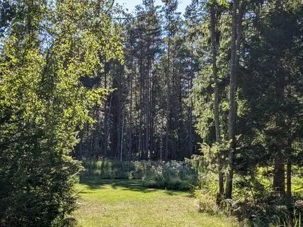 Meadow And Forest Visualization Meditation