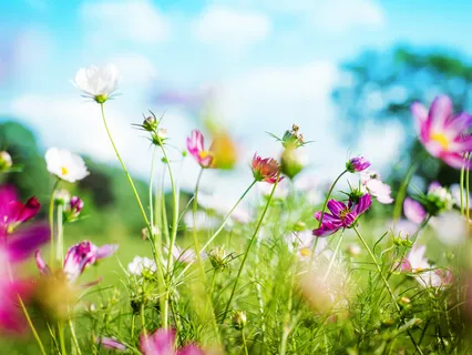 Meadow Birds & Crickets Nature Sounds For Deep Sleep, Meditation