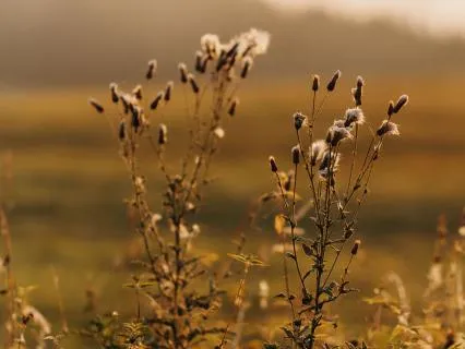 Meadow Glow In Harmony