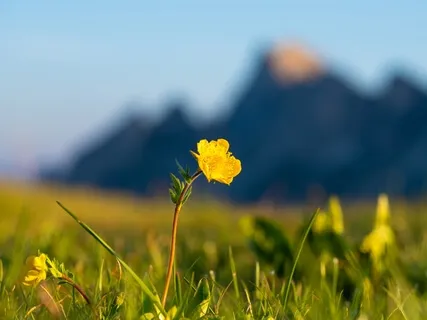 Meadow Meditation For Positive Energy