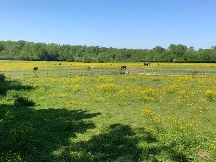 Meadow Sleep Journey