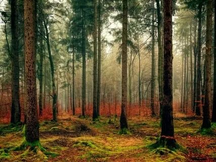 Meadow Sweet Sounds For Calming Down