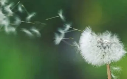 Meadow Walk Meditation 