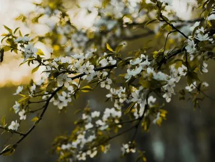 Meaning And Self-Appreciation In The Body