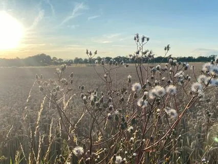 Mediation för dig som är gravid inspirerat av hypnobirthing