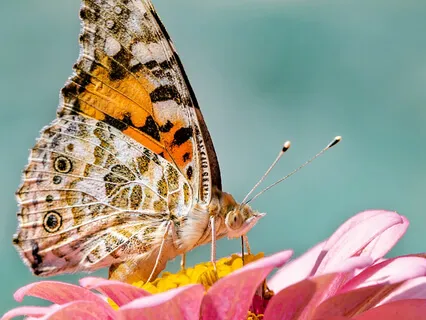 Mediation Into Being Bold