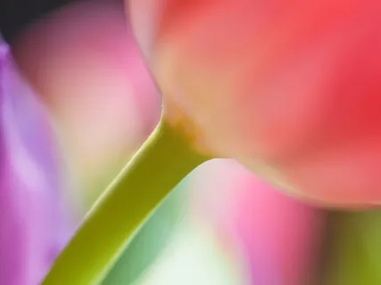 Meditation On The Oneness Of All