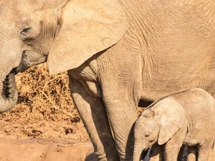 Medicine for the Heart | Transmission of Loving Comfort #1