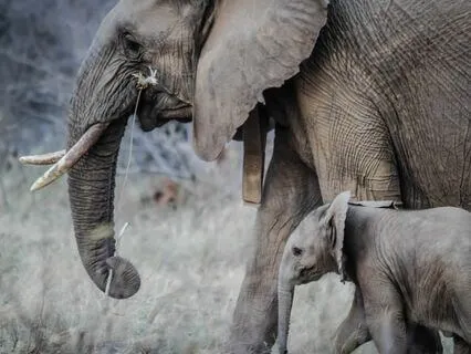 Medicine for the Heart | Transmission of Loving Comfort #2