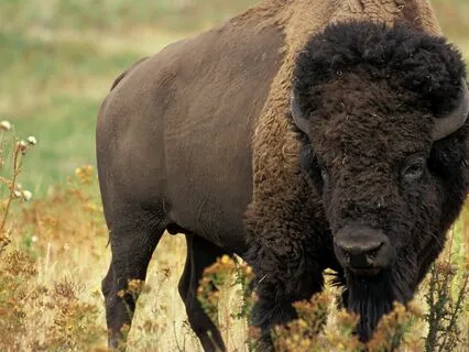 Medicine For The Nervous System | Bliss Remix | Vagus Nerve