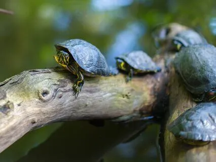 Medicine For The Nervous System | Bliss Remix | 528hz Repair