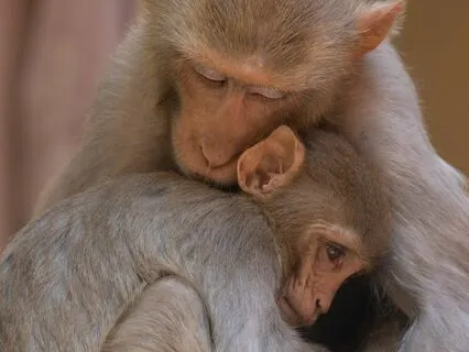 Medicine For The Nervous System | Bliss Remix | Great Mother