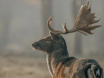 Medicine For The Nervous System | Bliss Remix | Healing #2