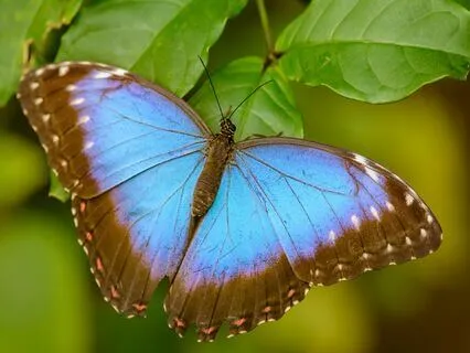 Medicine For The Nervous System | Bliss Remix |Metamorphosis