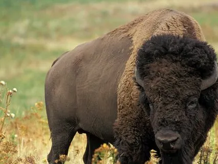 Medicine for the Nervous System | The Field Around the Heart