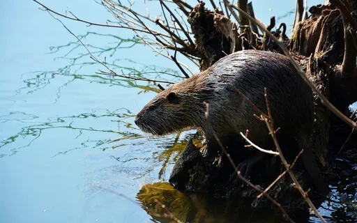 Medicine For The Nervous System - A Healing Hymn