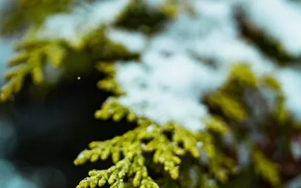 Medicine For The Nervous System -  (Bowl And Voice)