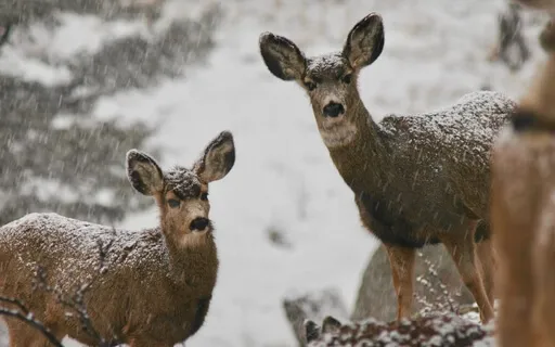 Medicine For The Nervous System - Compassionate Karma