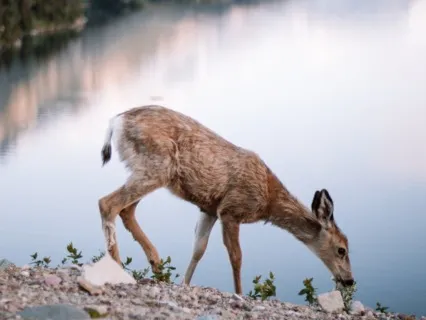 Medicine For The Nervous System - Healing Hymn #2