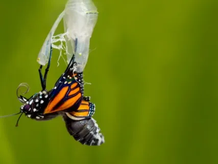 Medicine For The Nervous System - Metamorphosis 2