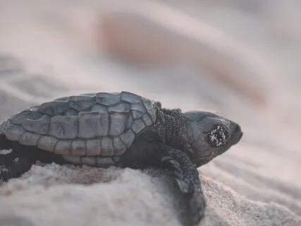 Medicine For The Nervous System - Repairing & Renewing Trust