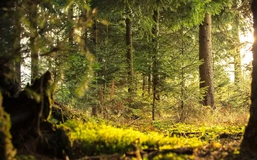 Medicine For The Nervous System (Safety & Loving Comfort)