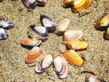 Medicine Melody (Hu/R)