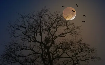 Medicine Of Inner Peace 