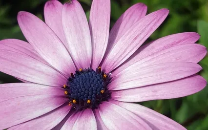Meditação com Várias Âncoras e Atenção Aberta (MBSR)