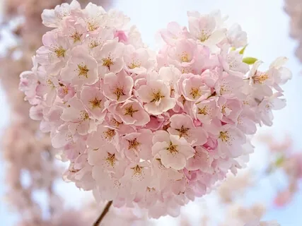 Meditação da Coerência Cardíaca